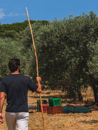 How to experience the olive harvest in Greece