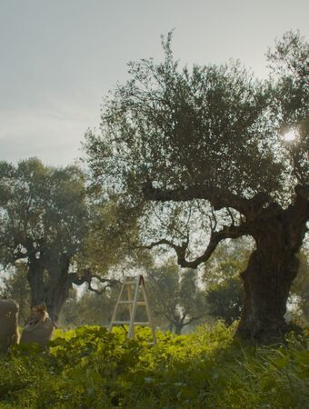 Family-run olive oil mills in Greece