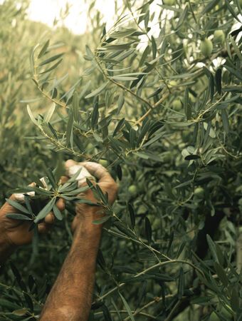 Discovering the olive groves of Greece