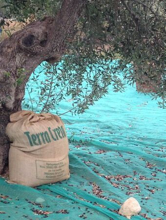 Chania: Explore the Secrets of Wine and Olives