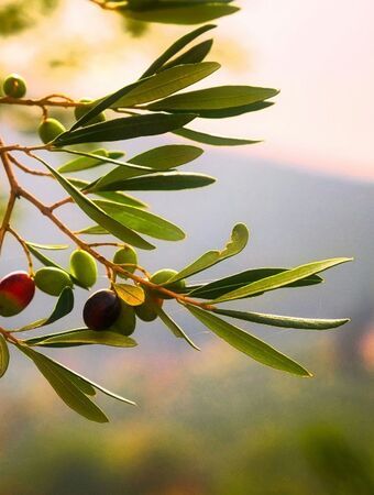 Athens Olive Oil tasting experience