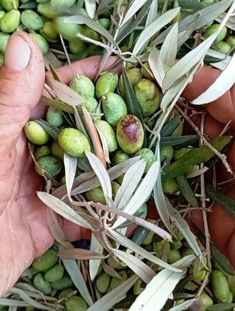 Lefkada: The Olive Oil Experience in a Farm