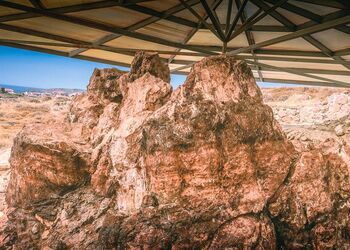 Make time stand still at the petrified forest of Lesvos