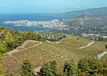 A la découverte des routes de vins du Chalcidique