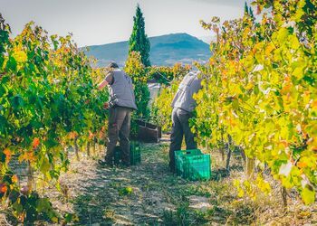 Explorez les routes des vins de Némée 