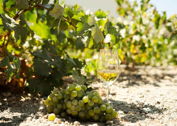 Enjoy a vineyard and wine tour of Santorini