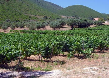 Enjoy wine tasting in Zante