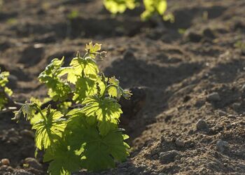 Paros Farming Community