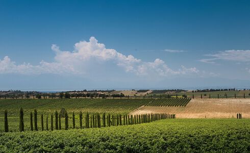 Touring the vineyards and cellars will give you an appreciation of the first rate facilities