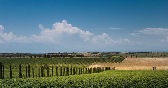 Touring the vineyards and cellars will give you an appreciation of the first rate facilities