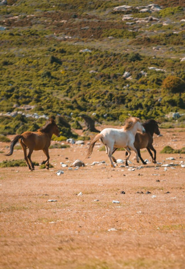 Skyrian horses galloping