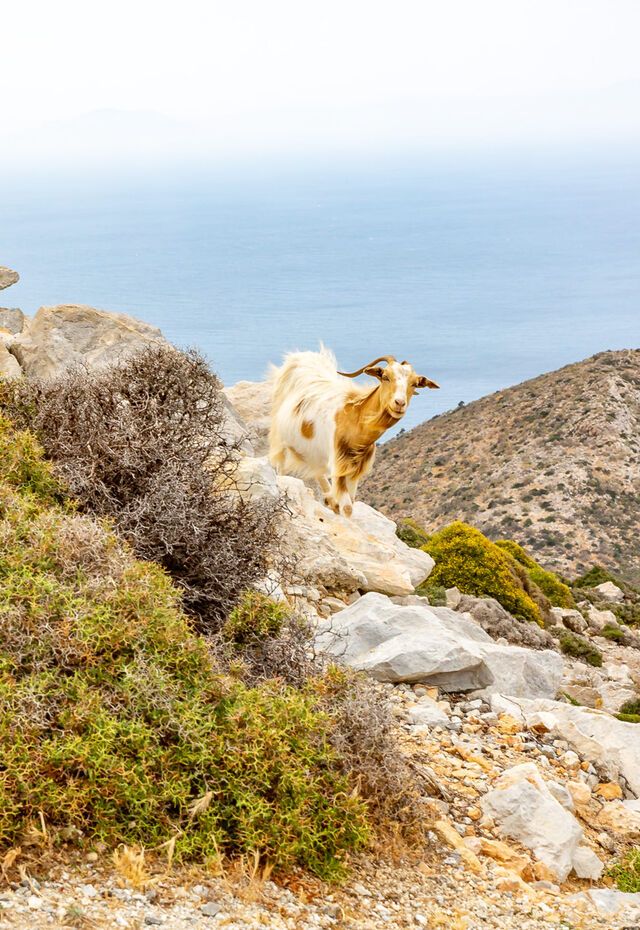 Asfodylitis Village of Amorgos