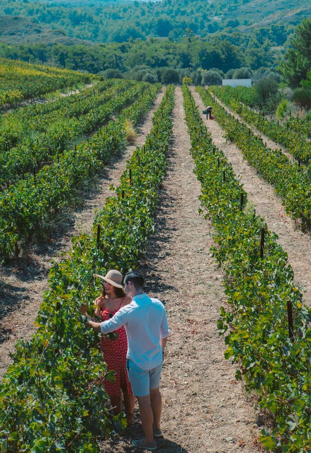 A closer look at Rhodes’ wine-growing tradition