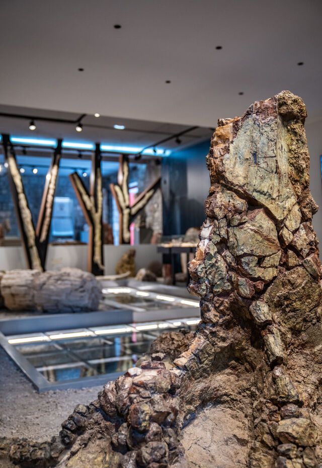 Close-up of petrified wood inside the Lesvos Petrified Forest Museum exhibition space