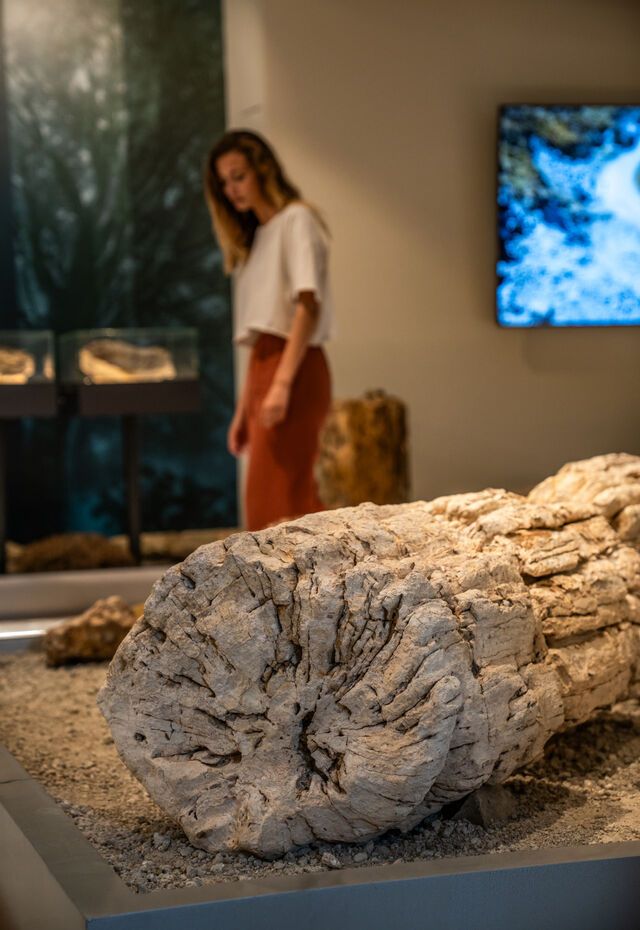 Visitor viewing a fossilised tree trunk exhibit in the Lesvos Petrified Forest Museum
