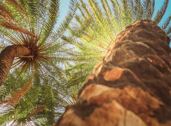 Palm trees in Preveli beach