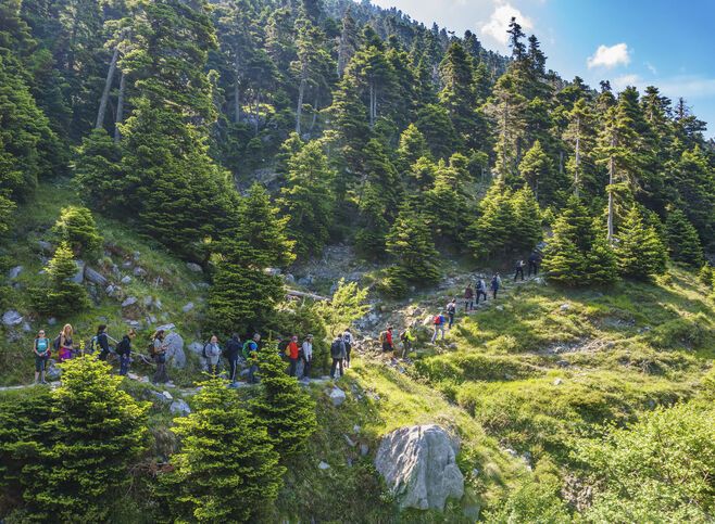 The famous Dirfys forest. It is a natural forest located on a mountain in the central part of the island of Euboea, Greece at 1,743 m elevation.The path leads to Agali Canyon.