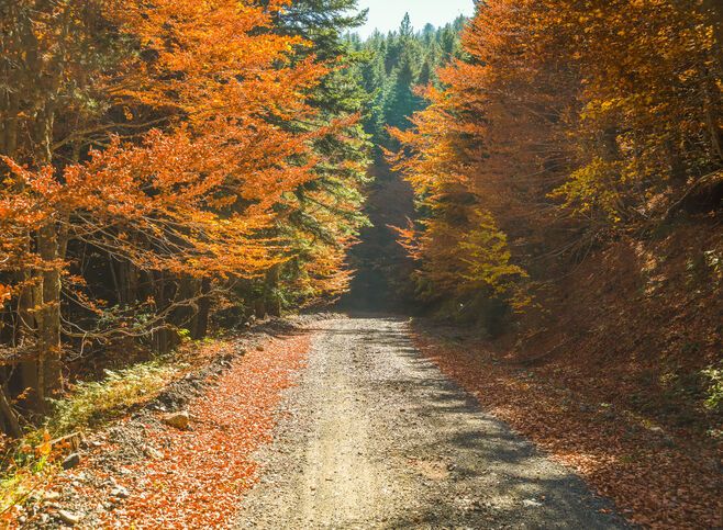 Trees with golden leaves at autumn in Valia Κalda