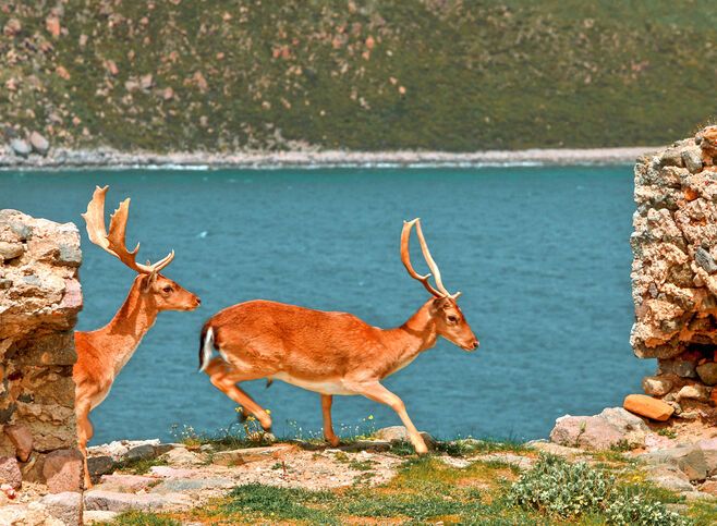 Deers in the castle of Myrina, capital town of the island