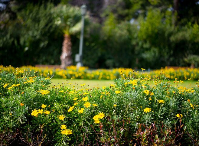 Yellow flowers in the National Garden of Athens