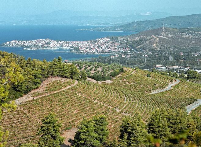 Domaine Porto Karras, the largest organic vineyards in Greece