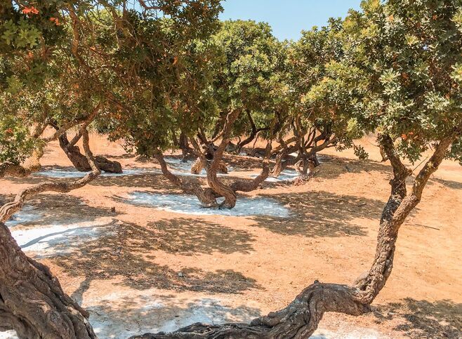 The mastic fields come alive from mid-June to early July when the soil is levelled and the white powder (calcium carbonate) is placed around the trunks