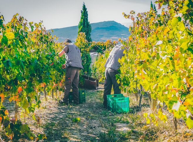 Nemea viniculture and winemaking has centuries-long tradition