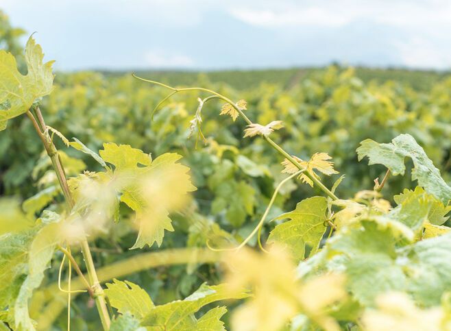 Rolling down hillsides and meandering through valleys, the vineyards of today are interwoven into the Heraklion landscape