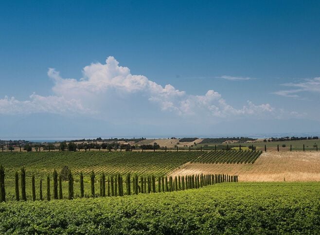 Touring the vineyards and cellars will give you an appreciation of the first rate facilities