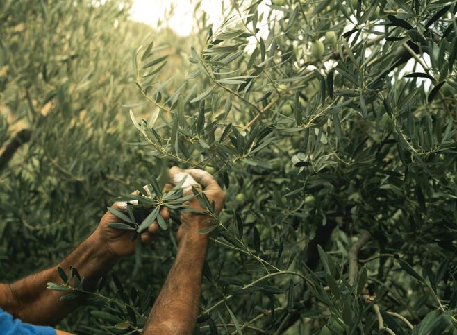 Olive picking in the Peloponnese