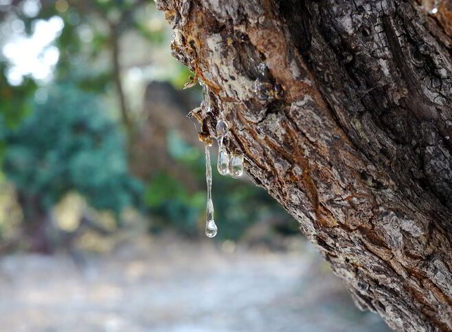 Résine sur les arbres de mastic à Chios