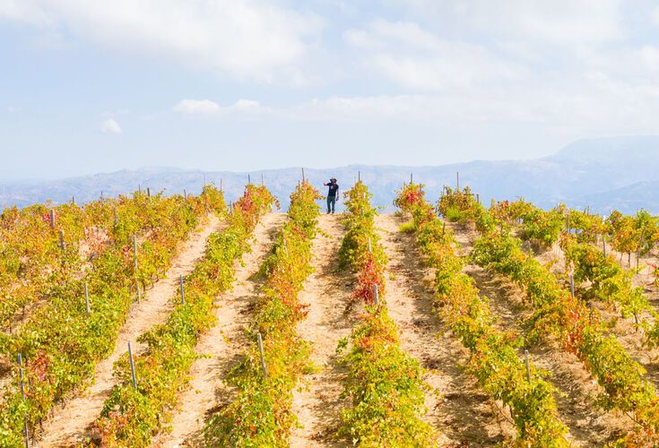 Vineyards in Chania