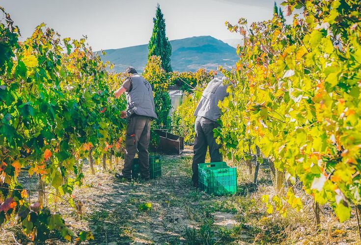 Nemea viniculture and winemaking has centuries-long tradition
