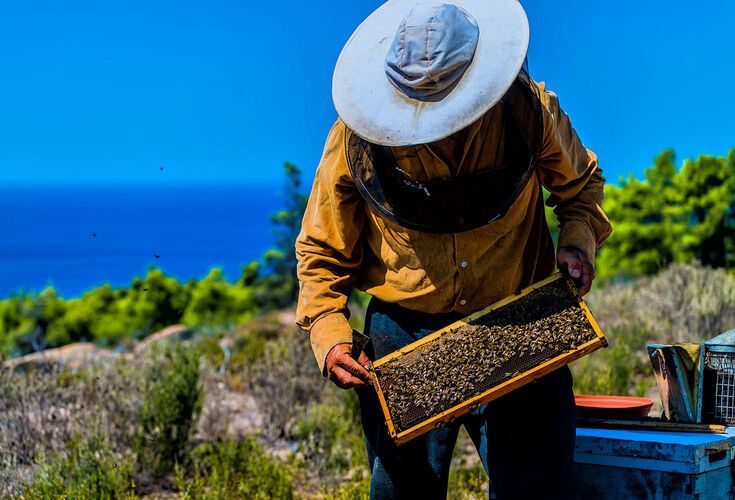 Traditional honey-maker in Halkidiki