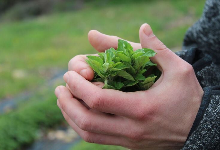 The aromas are very different on your next stop as you experience the heady scents of sage, lavender, verbena, thyme, peppermint and other Mediterranean sun-loving herbs at family-run Votanakia, in the village of Peristera. 