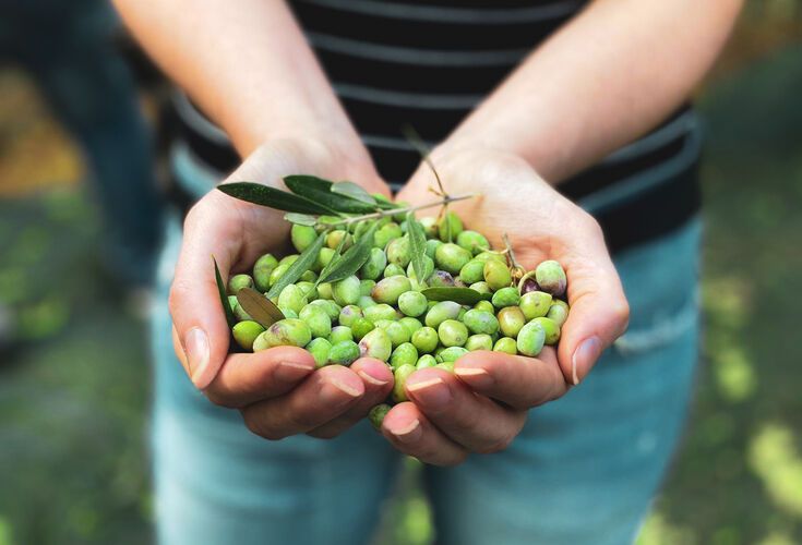 Olive-picking in Chania