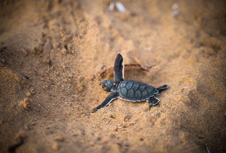 Baby sea turtle