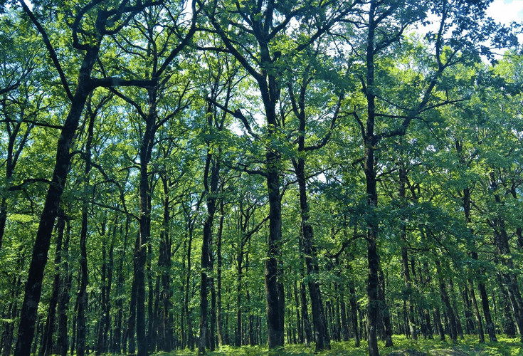 Foloi oak forest