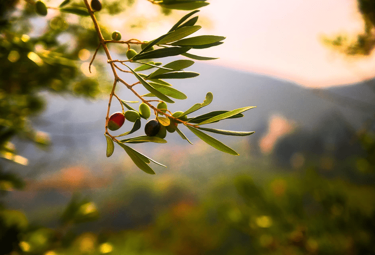 Picnic in an ancient olive grove