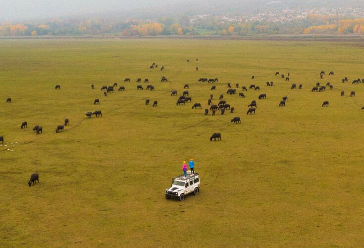 On a Jeep tour we spotted  a herd of water buffalo around  the unique nature of Lake Kerkini