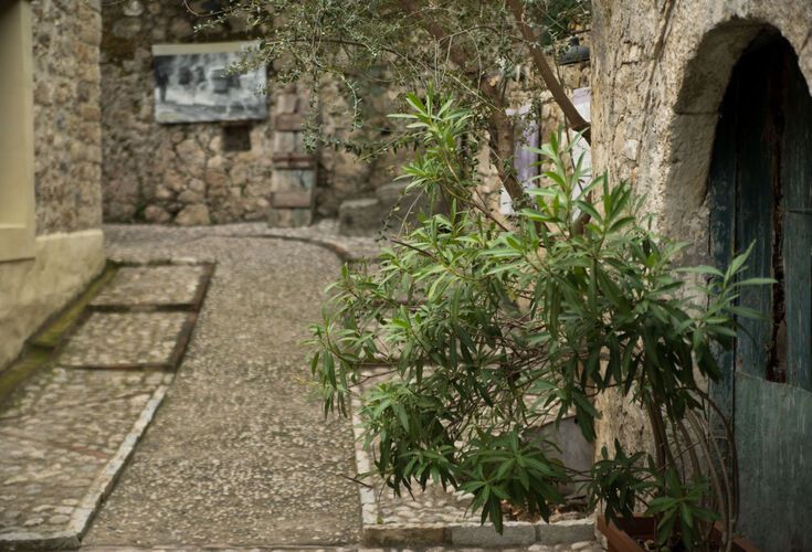 Olive Oil Tasting & Gastro Tour