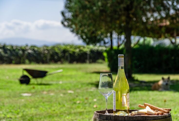 Wine tasting in Naoussa