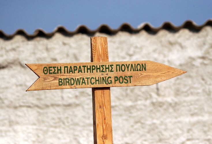 Birdwatching in Lesvos