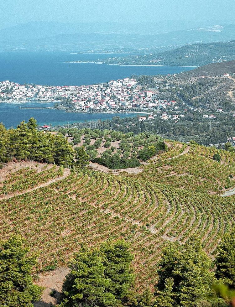 Domaine Porto Karras, the largest organic vineyards in Greece