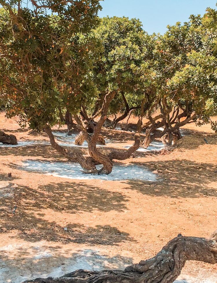 The mastic fields come alive from mid-June to early July when the soil is levelled and the white powder (calcium carbonate) is placed around the trunks