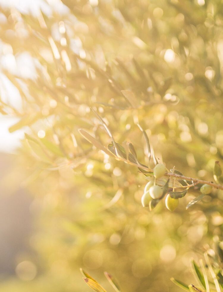 Uncover the secrets of Messinia, through its most famous product