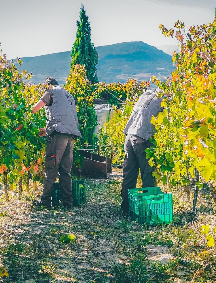 Nemea viniculture and winemaking has centuries-long tradition