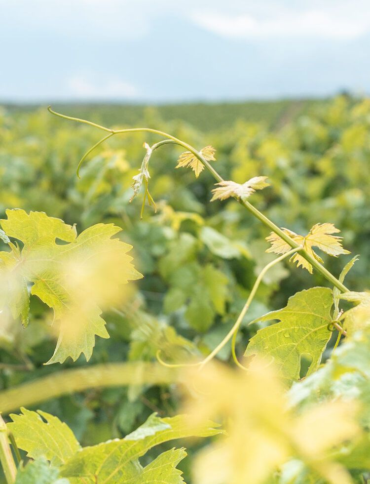 Rolling down hillsides and meandering through valleys, the vineyards of today are interwoven into the Heraklion landscape