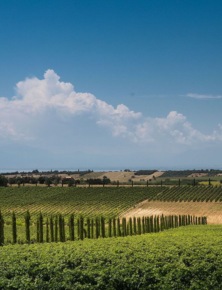 Touring the vineyards and cellars will give you an appreciation of the first rate facilities