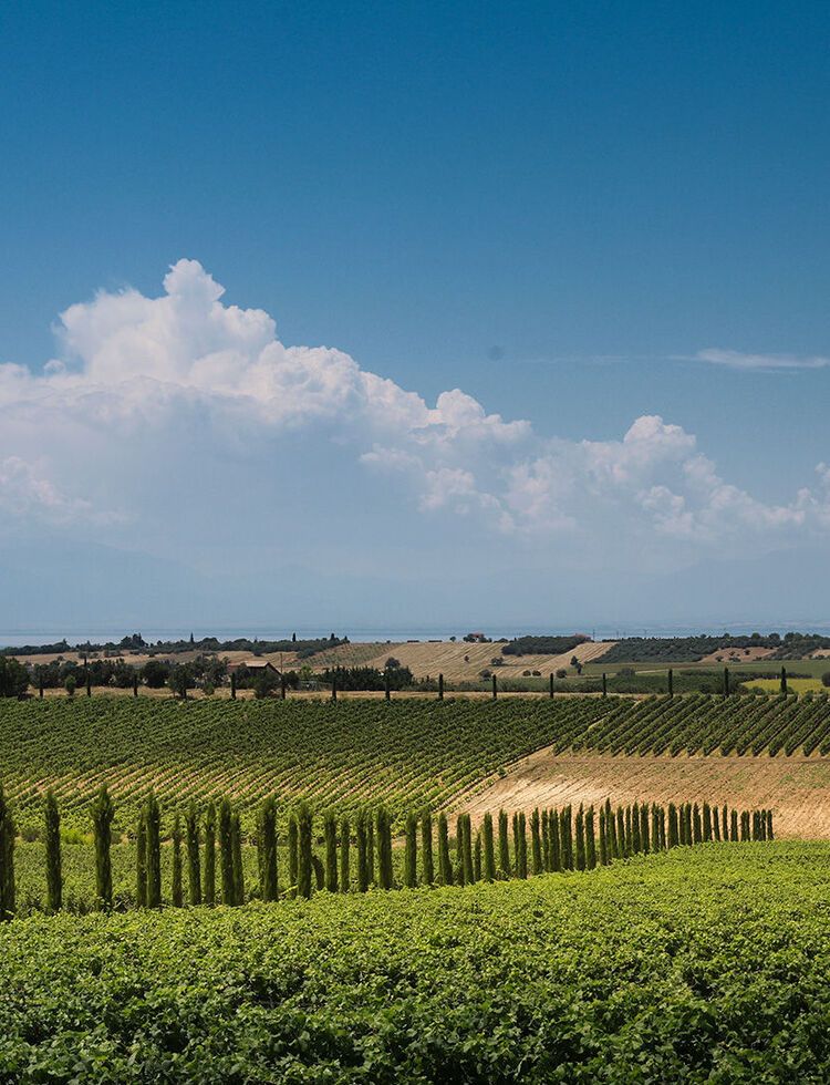 Touring the vineyards and cellars will give you an appreciation of the first rate facilities